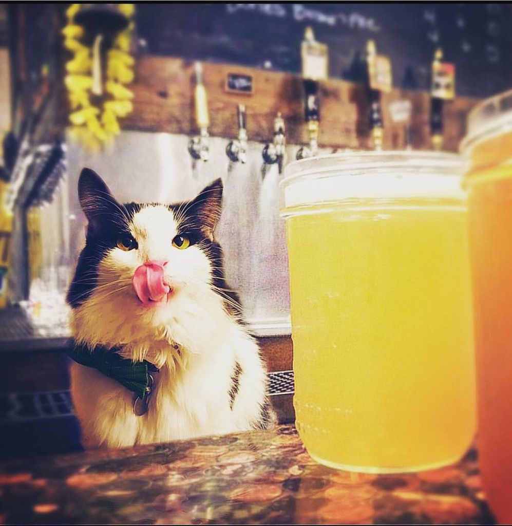 bootleggersbrew's tweet image. Tonight is #PupsNPints... and YES! Cats are also welcome! Here we have @neeko_cat rocking #TongueOutTuesaday the right way 🐱