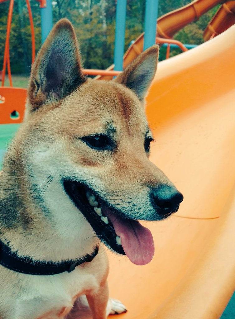ThorInuOdinson's tweet photo. I have 280 characters. I am a dog. https://t.co/Hkw1KsuUFa