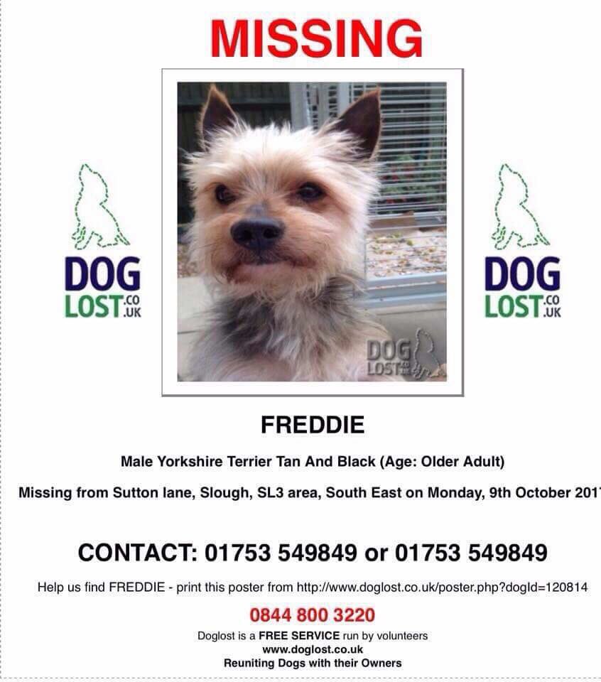 rosiedoc666's tweet photo. #findFreddie #MISSING male #YorkshireTerrier elderly chap he REALLY needs his family IF U KNOW ANYTHING PLS ☎️ #SuttonLane #Slough #SL3 9/10 https://t.co/b0vh9ZTLGX