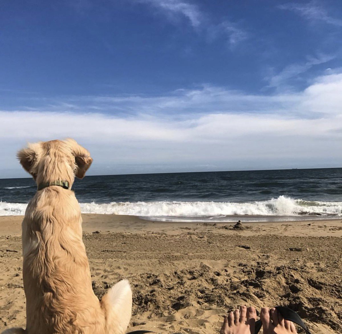 VisitVaBch's tweet photo. Fall + Sweatshirt + Puppers + Beach= Pure Happiness.  RT if you agree!
📷 : Brittany Giroux https://t.co/PGlGLCmDZ1