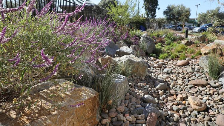 helixwater's tweet photo. Looking to make your landscape more #sustainable by reducing water use and storm water runoff? Visit @sdcwa's showcase garden to learn how. Via @sdut: https://t.co/s2zE9TLMO5. https://t.co/bJvckJ7FJS