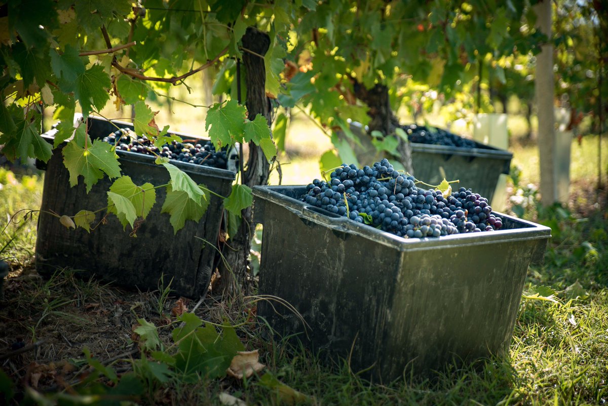 Full buckets are soon to be full bottles! Mother Nature was good to us this year 🍇 #harvest2017 #winemakers #grapetoglass