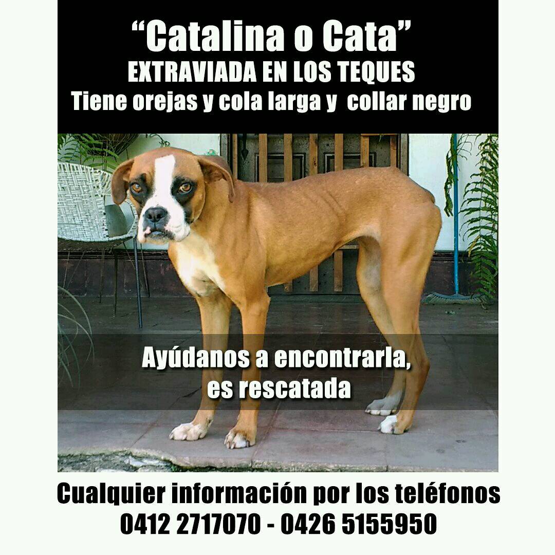 PerroUsuario's tweet photo. Se busca RT @GabrielaCoronel: Aún extraviada! Ayúdennos a difundir q tiene hogar, creemos que alguien la tiene #urgente #losteques #catalina https://t.co/5xfWAqJs2g