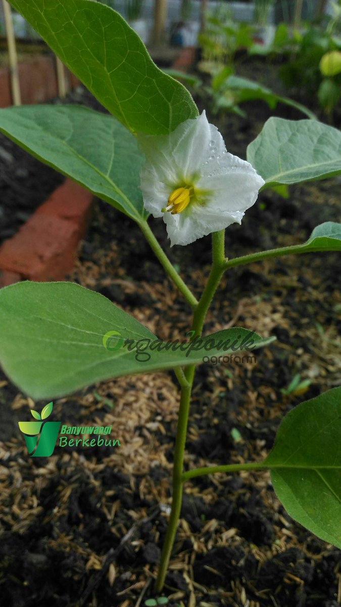 Organiponik's tweet photo. Ada yg sudah berbunga-bunga😍
@bwangiberkebun @IDberkebun 

#terongbulat https://t.co/dRZe1xjVl4