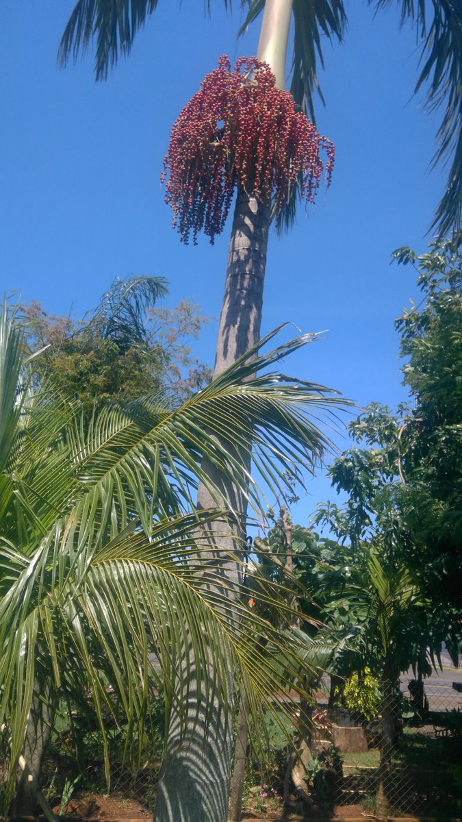 IvoaAlves's tweet image. Boa noite