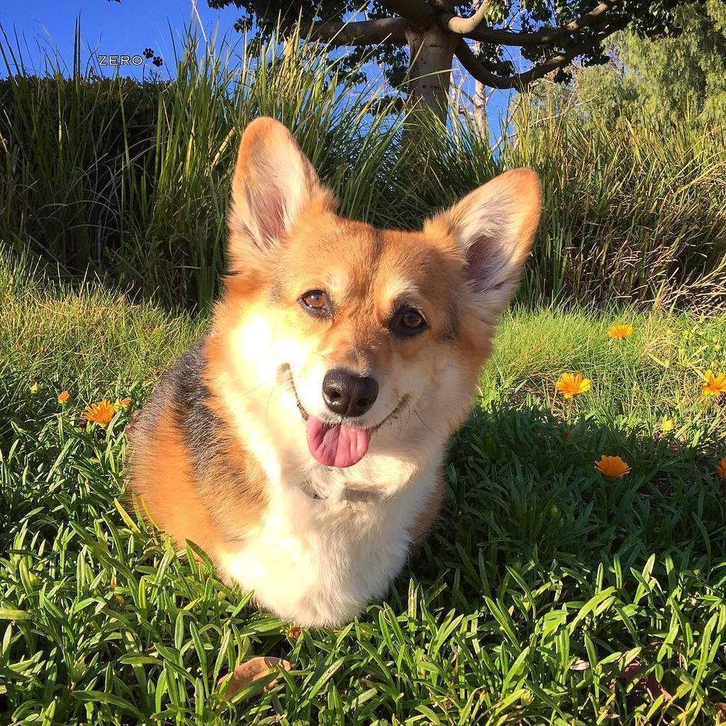 corgi_zero's tweet photo. “What day is it?” “It’s TODAY,” squeaked Piglet.
“My favorite day,” said Pooh...
#HappyTuesday #BestDayEver #Anyth… https://t.co/11Tu7jSIEA https://t.co/VAgqDu9UG7