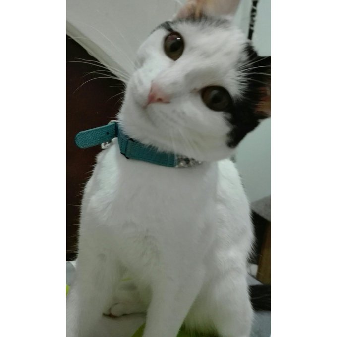 Someone likes pictures!!! Meoooww!! https://t.co/rx62zgfNvI<a href="/tag/manyvids"class="tags"><span>#manyvids</span></a>