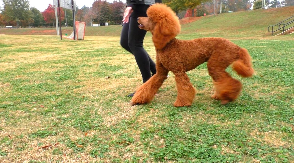 SitUpNListen's tweet image. Teaching #Poodle #puppy #walking off #leash at #Atlanta park. 

youtube.com/watch?v=JPIZWq…