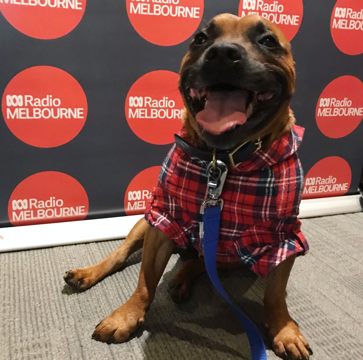 LifeOfPikelet's tweet photo. Five minutes away from my radio interview with @Raf_Epstein at @abcmelbourne
Tune in ABC 774 ๐
#afacemadeforradio https://t.co/lfpgMgBbsS