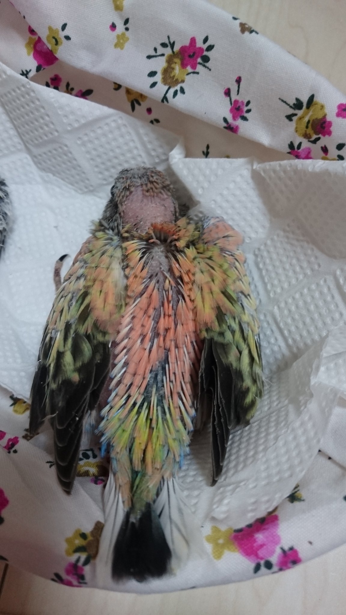 すぴか アキクサインコ ブルーグリーンオパーリンの 雛ちゃん 巣上げしました 1号ちゃんは ピンク色が 強いかな ブルーも ちらほら見えます 2号ちゃんは ブルーが 強い色味になるかも 里親様募集します アキクサインコ ブルーグリーン