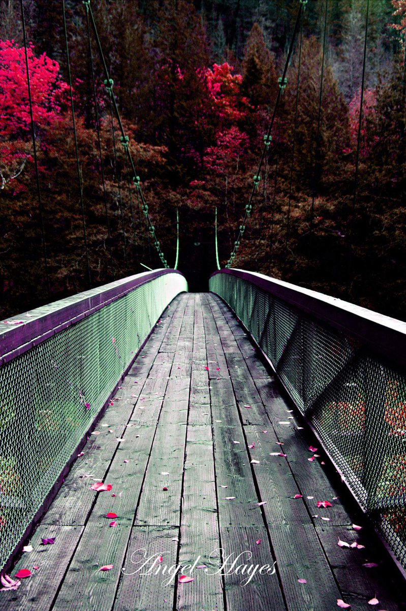 AngelHayesPhoto's tweet photo. #PNW #Bridges #fall #pink #photography #canon #Artist. #art #landscapephotography #newhalem #fallenleaves #NaturePhotography #nature #hikingadventures #hiking #rivercrossing https://t.co/fl5Z35OrCf