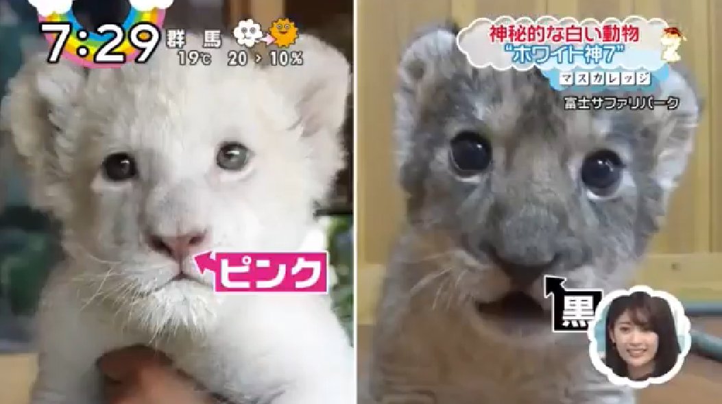 コトリモーネ Zip 白い動物 ホワイト神7 白変種 Zip 神秘的な白い動物 ホワイト神7 白変種とは 白いルーツは T Co Kc2lyzfscx コトリモーネ Zip 白い動物 ホワイト神7 白変種 Zip 神秘的な白い動物 ホワイト神7 白変種とは 白いルーツは T Co Kc2lyzfscx