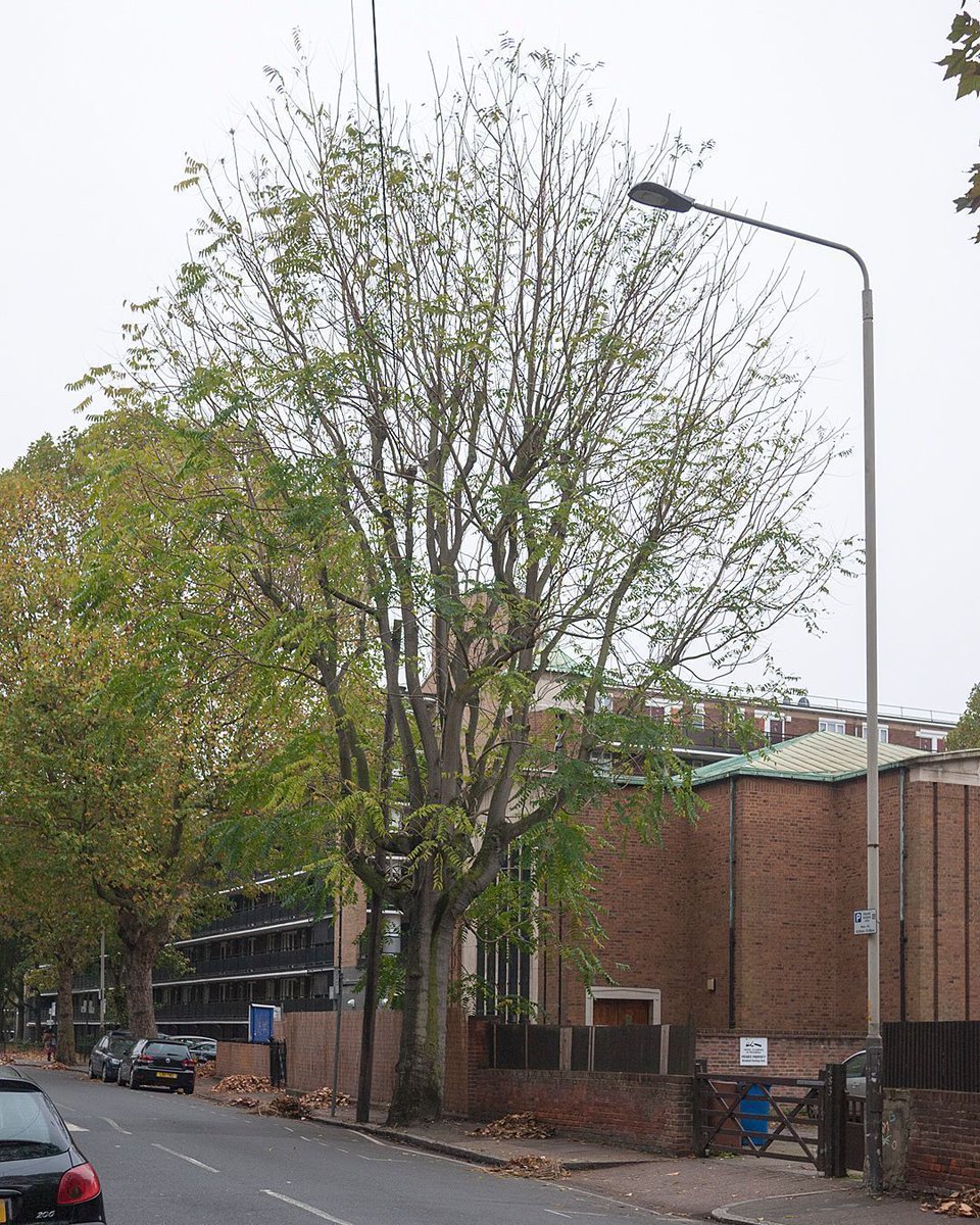 Join me for trees and #AdaSalter in Bermondsey this Sunday with @museumofwalking more info & booking: j.mp/2ycW9JR