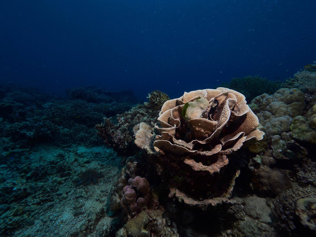cangdoki's tweet photo. Underwater rose 🌹 #underwater #underwaterphotography #coral #coralreef #scubadiving https://t.co/mgyzD3705K