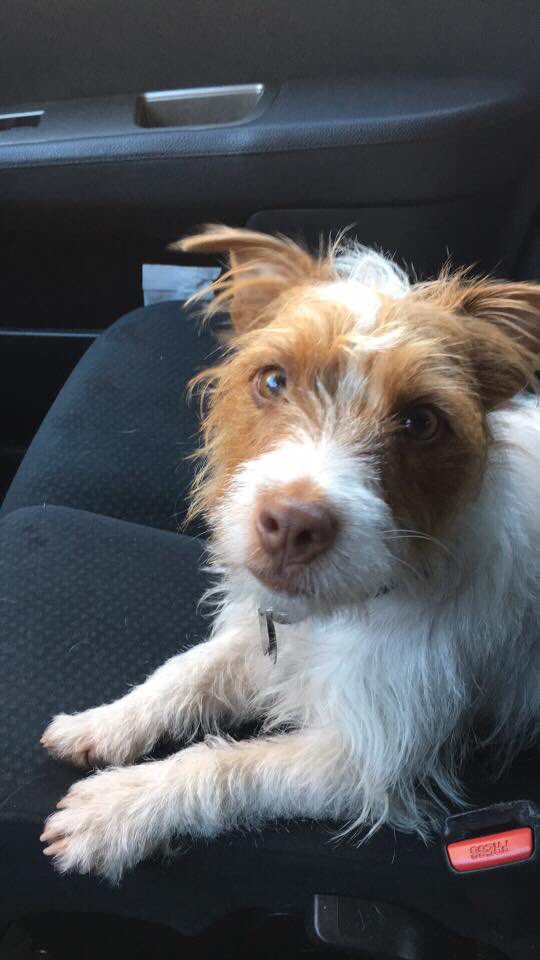 Twitter peeps - please look out for the dog below. Lost on the Baden Powell trail by #NorthVancouver. Her name is Stella. Please call 604 312 1800 if you see her. Her owner is frantic and needs all our help #vancouver #puppy