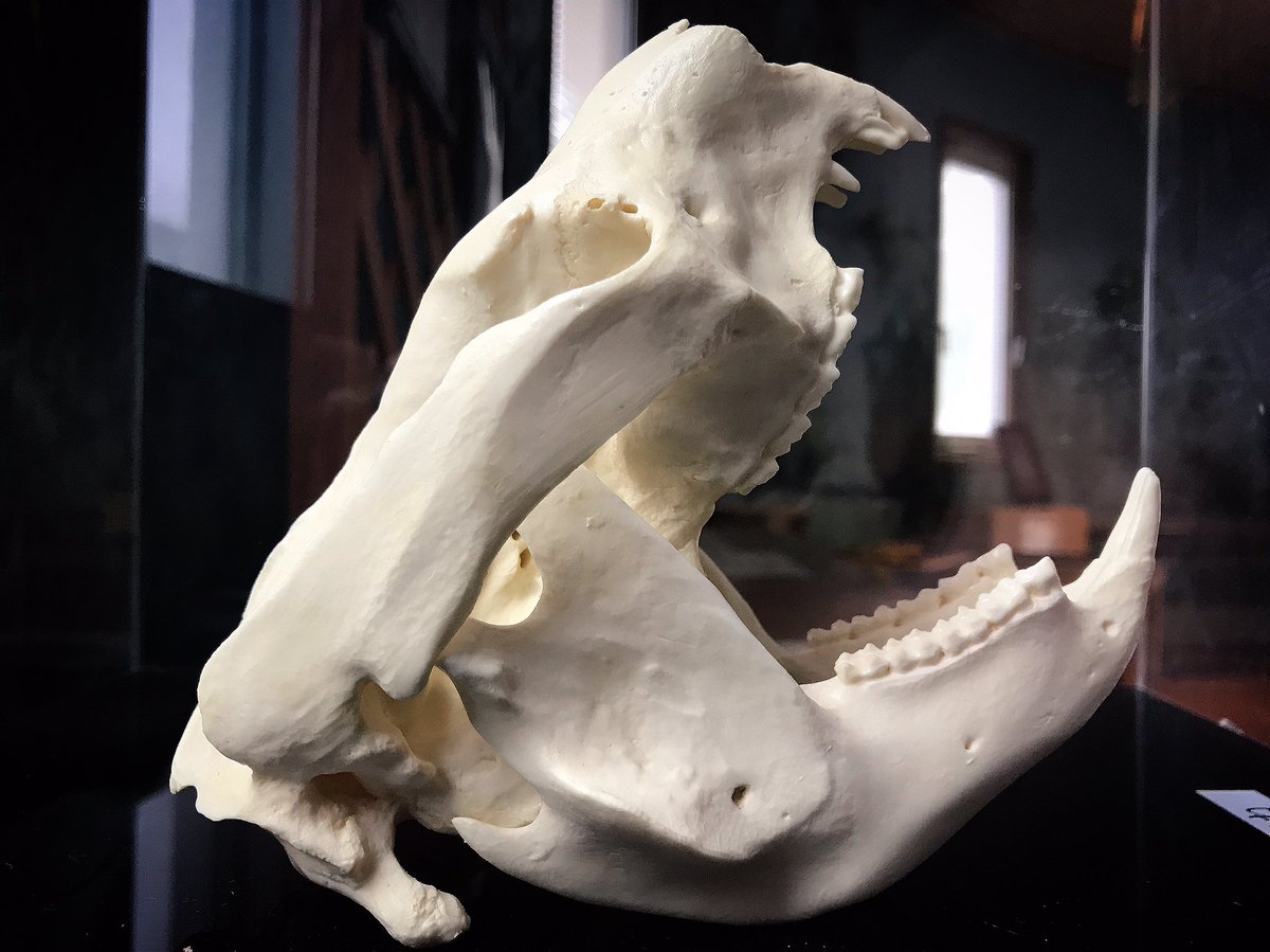 コアラ館ではコアラの全身骨格標本（本物）と頭骨だけの標本（レプリカ