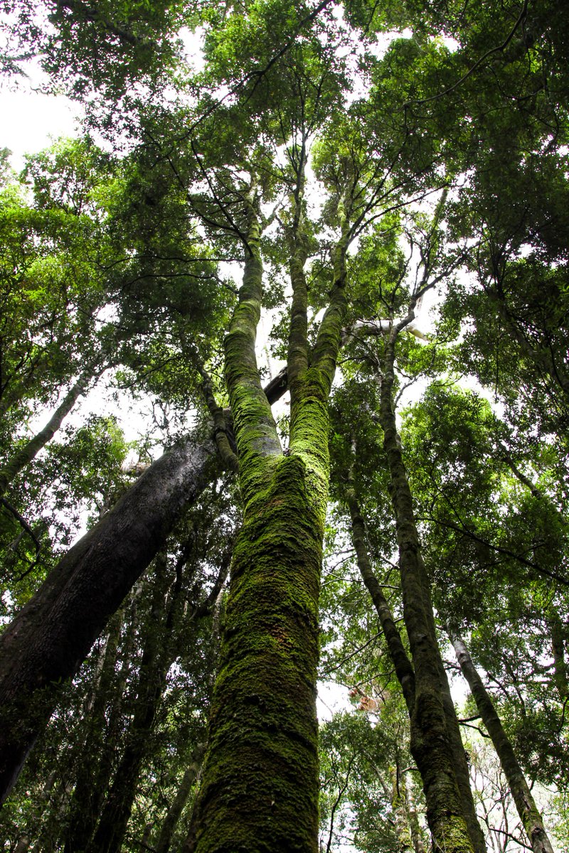 _bgoat's tweet photo. Light glancing off the mossy trees of #Tasmania's ancient temperate #rainforest in the SW #worldHeritage area
#discoverTasmania https://t.co/nVJe6sLuf9
