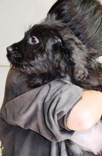 adozioneanimali's tweet photo. (Latina) GEMMA, cucciola mix Barboncino in adozione mix barboncino , Cane… https://t.co/XWQOcqtEIB #cane #mix #latina #adozione #aprilia https://t.co/SOkMf1t51q
