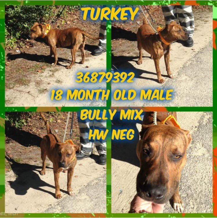 FriendsOfDuplin's tweet photo. 🚨CODE RED🚨LAST CALL🚨
TURKEY 
18 MONTHS OLD
#HW NEG
GOOD W/ OTHER DOGS
USED AS TEST DOG
📞910-296-2159
#ILM #NC🇺🇸 #DUPLINAC
https://t.co/7hYXwy0ph8 https://t.co/uvSURDNfLN