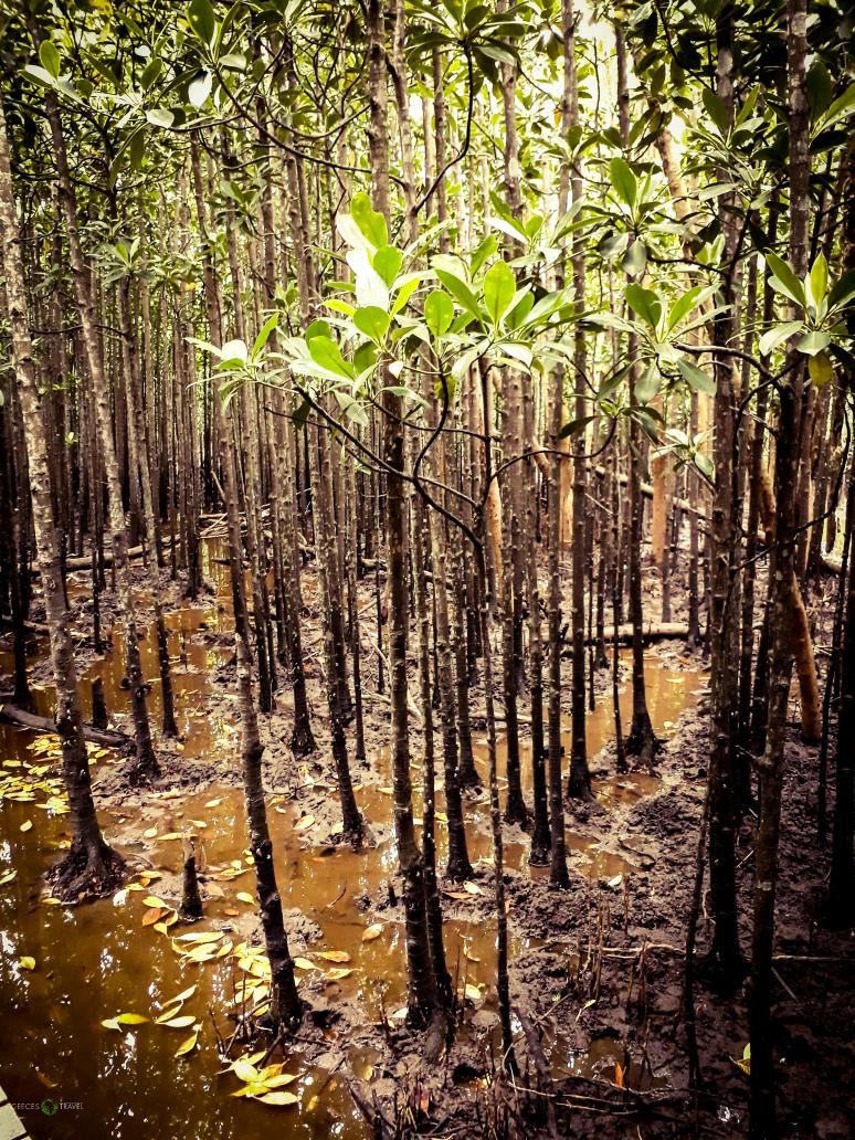 CeecesTravel's tweet photo. Competely surrounded by life, on our #KingsExperience #CeeAtKings tour! The mangroves and #JohnDunns pool, were an experience. 🌍🌱 https://t.co/Y1O1WpNoEV
