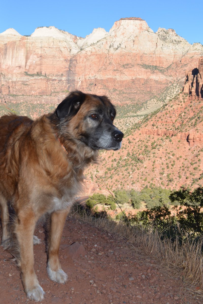 HeatherDownin13's tweet photo. Zion Nathional Park.  #outsidedog https://t.co/Qf0K5HtwqR
