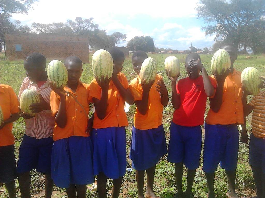 ACSETUganda's tweet photo. Our partner - Namasale Primary school in Amolatar District farming water melon as a business. #SEC2017 @TweetAManToFish @SchEnterprise @accomplishtrust @PilotLightFund @afrinspire https://t.co/IWVC7KS5PH