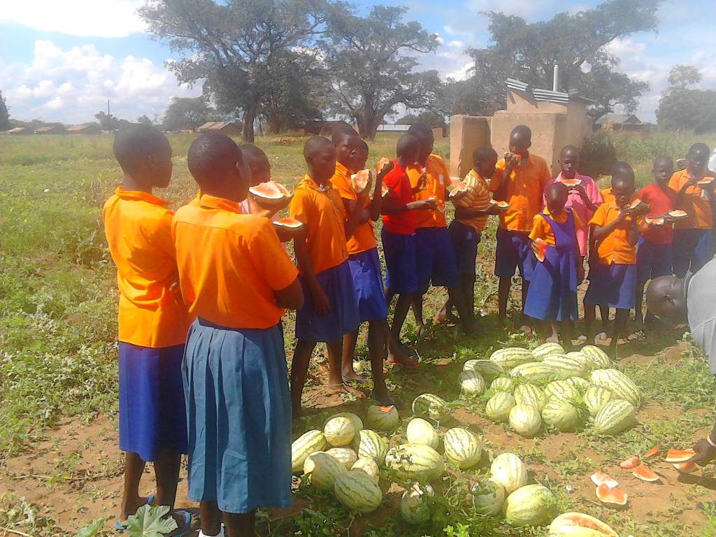 ACSETUganda's tweet photo. Our partner - Namasale Primary school in Amolatar District farming water melon as a business. #SEC2017 @TweetAManToFish @SchEnterprise @accomplishtrust @PilotLightFund @afrinspire https://t.co/IWVC7KS5PH