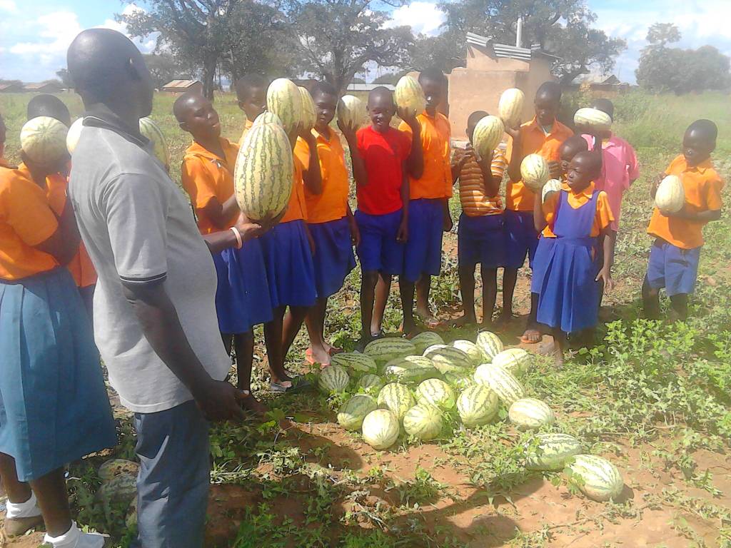 ACSETUganda's tweet photo. Our partner - Namasale Primary school in Amolatar District farming water melon as a business. #SEC2017 @TweetAManToFish @SchEnterprise @accomplishtrust @PilotLightFund @afrinspire https://t.co/IWVC7KS5PH