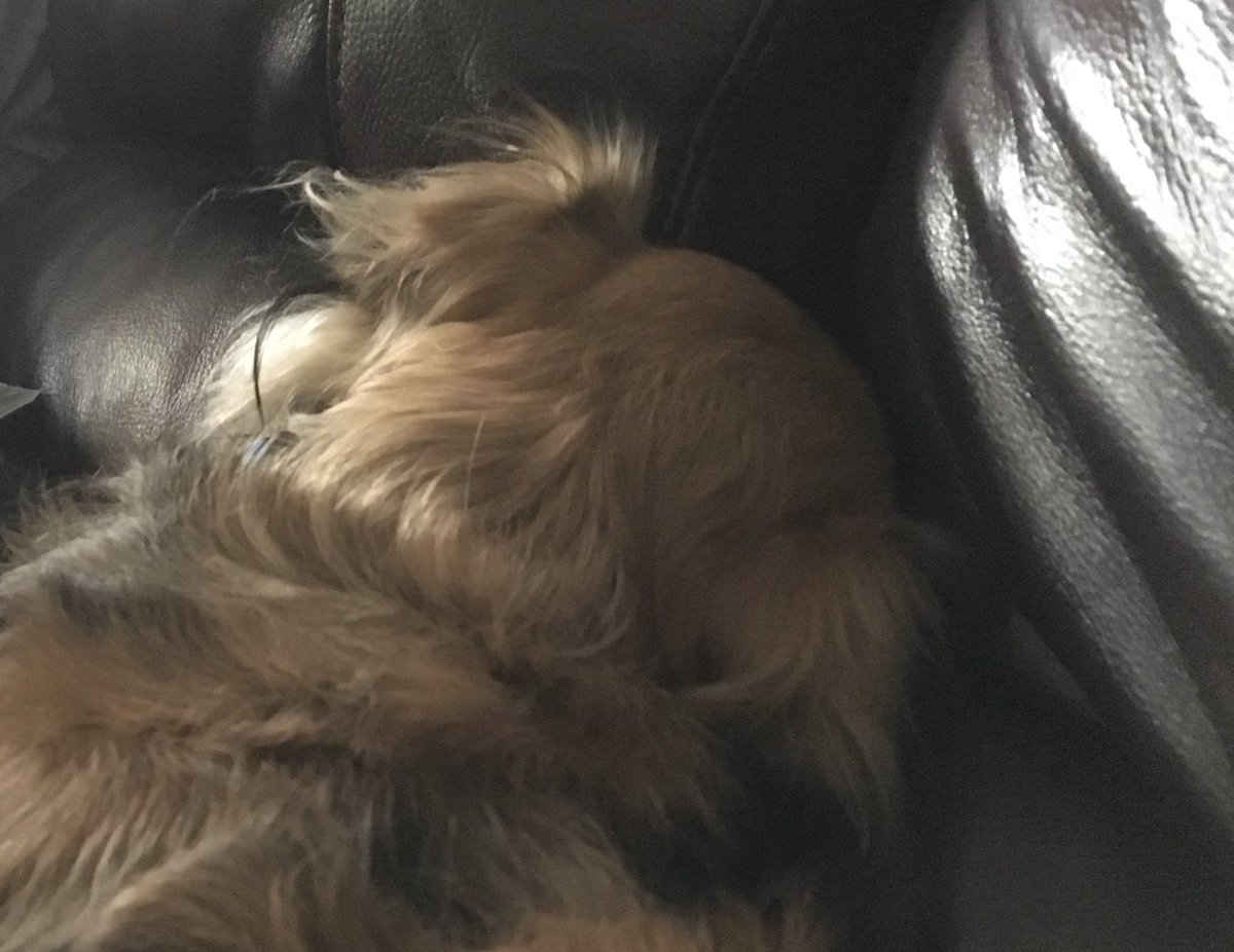 ThuhMarbes's tweet photo. i wuz hayngin on da cowch and i wuz awl lyke "I tink ill put mai noes right heer" #NoseStuffingMachine https://t.co/gRCxjUEw85