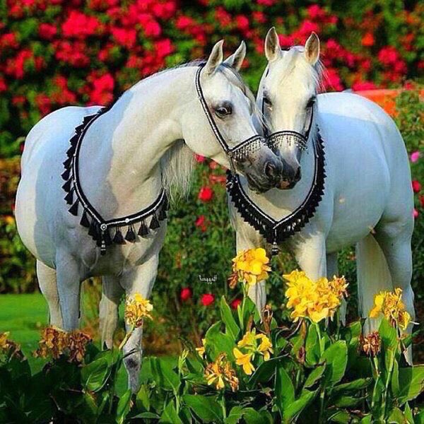 Aldosari4040F's tweet photo. ﺍﻣـوت وأحياﻛﻞ ﻣﺎحل ﻃﺎﺭيك
ﻭﺍهني ﻗﻠﺒي ﺩﺍﻡ ﻗﻠﺒــﻚ ﻳﻌــﺰّﻩ
ﻗﻠـﺐ ﻣﻠﻜﺘــﻪ ﻳﺎ ﻫــﻮﻯ ﺍﻟﺒال يفديك
ﺧـذه وحطه ﻭﺳط جوفك وعزه https://t.co/Ji5CRQRyOc