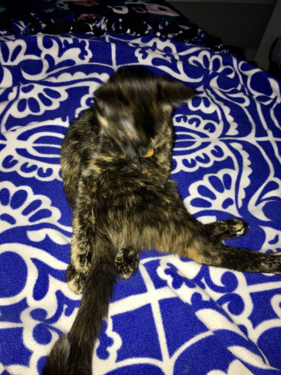 nmzajicek's tweet photo. Piper has accepted the fate of her legs being tangled https://t.co/YNkalxUfEk