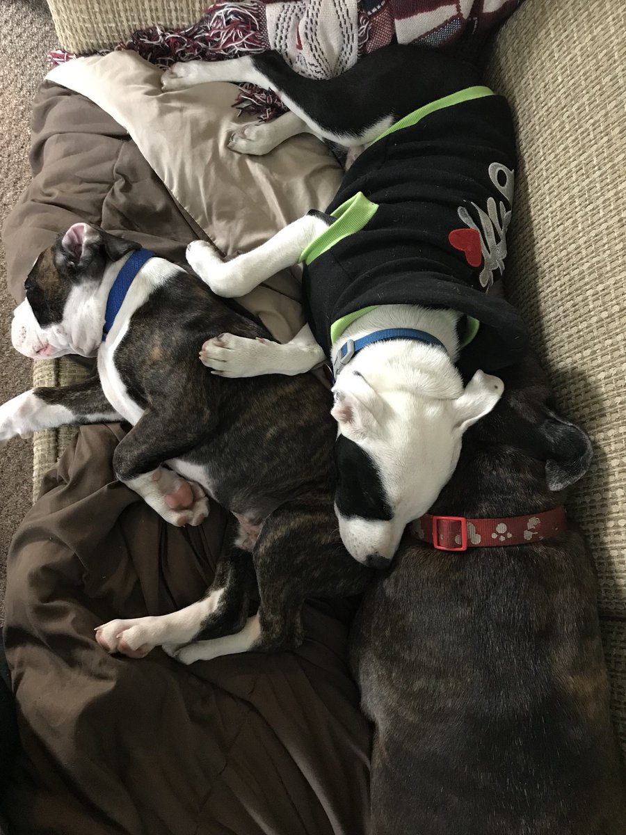 PowerfulBex's tweet photo. My three babies. They give new meaning to #dogpile #ILiterallyHaveAPileOfDogs #LoveThem #Boxer #PitMix #PutPuppy #BoxerPuppy #SeniorBoxer https://t.co/kAIUd10fyf