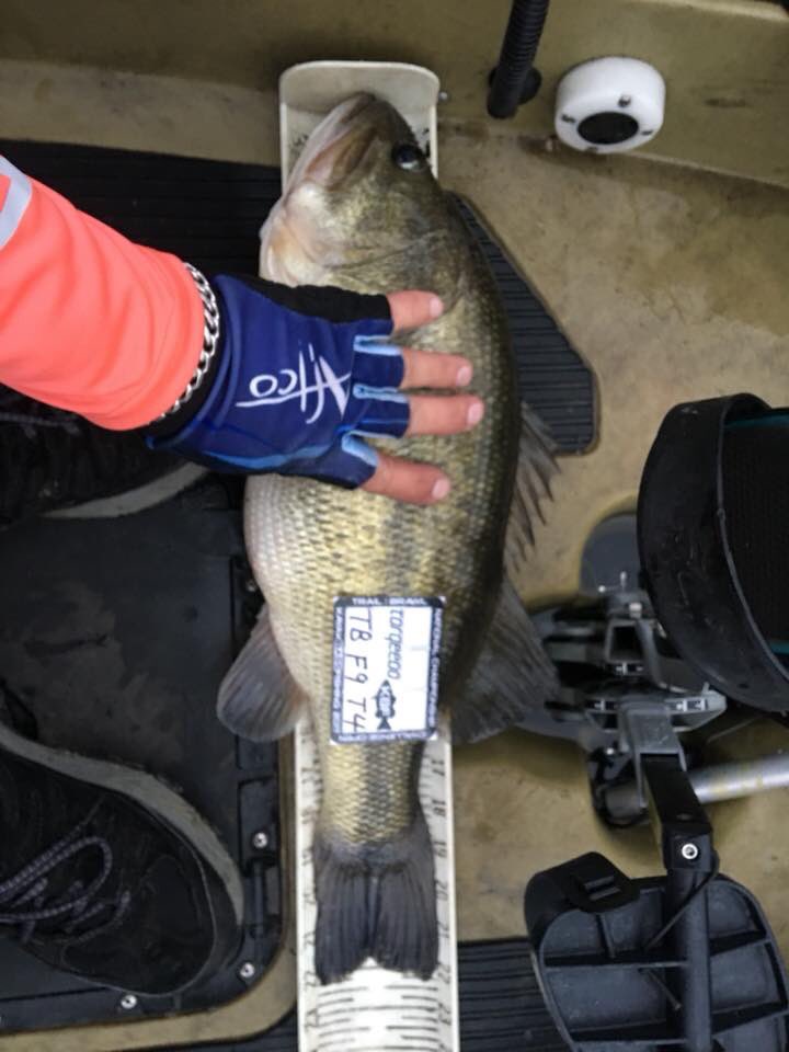 azkayakfish's tweet photo. Toledo Bend hawg #kbf #top100challenge #azinthehouse https://t.co/BwaMHEQuWi