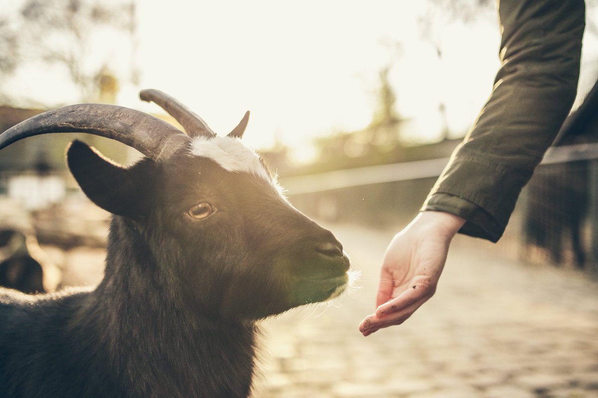 one2onetx's tweet photo. You may have heard about animal therapy for recovering from addiction...#animaltherapy #goats #recovery
→ https://t.co/g90fzS5uBj https://t.co/09OKxHi907