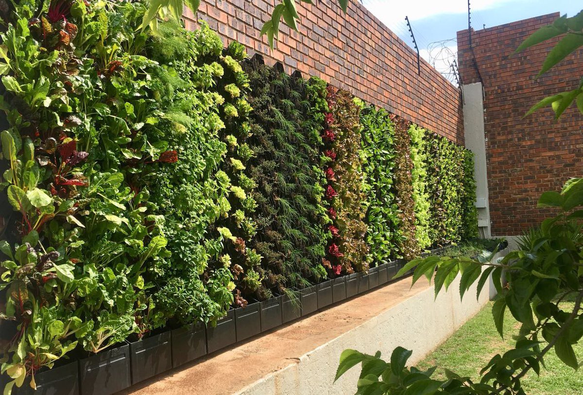 KevFrankental's tweet photo. @richardbranson Hi Richard . How about Virgin Farms? We are a South African company which has developed vertical farm technology that produces fresh greens on site with zero packaging waste . #seedtoplate #askrichard #bathtime https://t.co/4QBppXiyYK