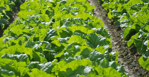 FarmGateTrail's tweet image. M&amp;amp;R Fresh Vegies - buy direct from the farmer, growing a full range of seasonal vegetables bit.ly/1ZjgmCs