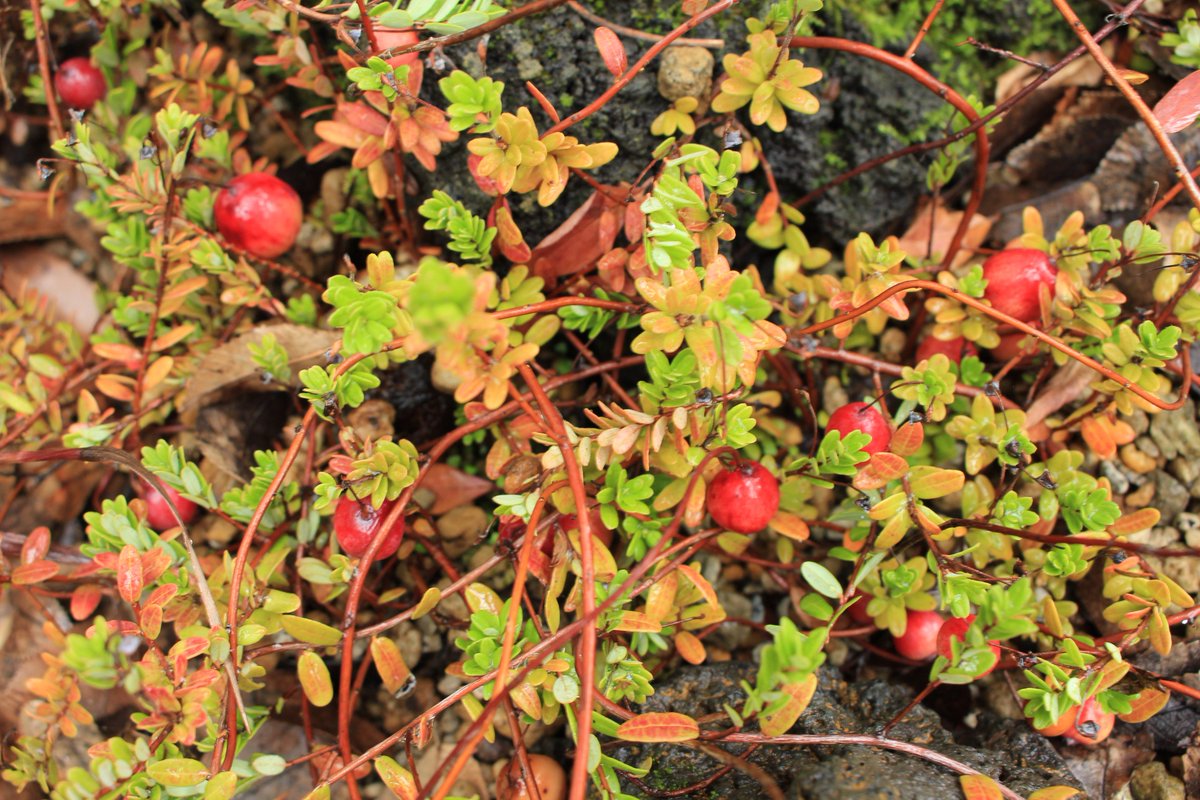 咲くやこの花館 クランベリーの名で知られる ツルコケモモ 小さくかわいい実が赤く色づいています 果実はクランベリー ジュースやクランベリーソースの原料になります 高山植物室で見つけてくださいね 咲くやこの花館 クランベリー