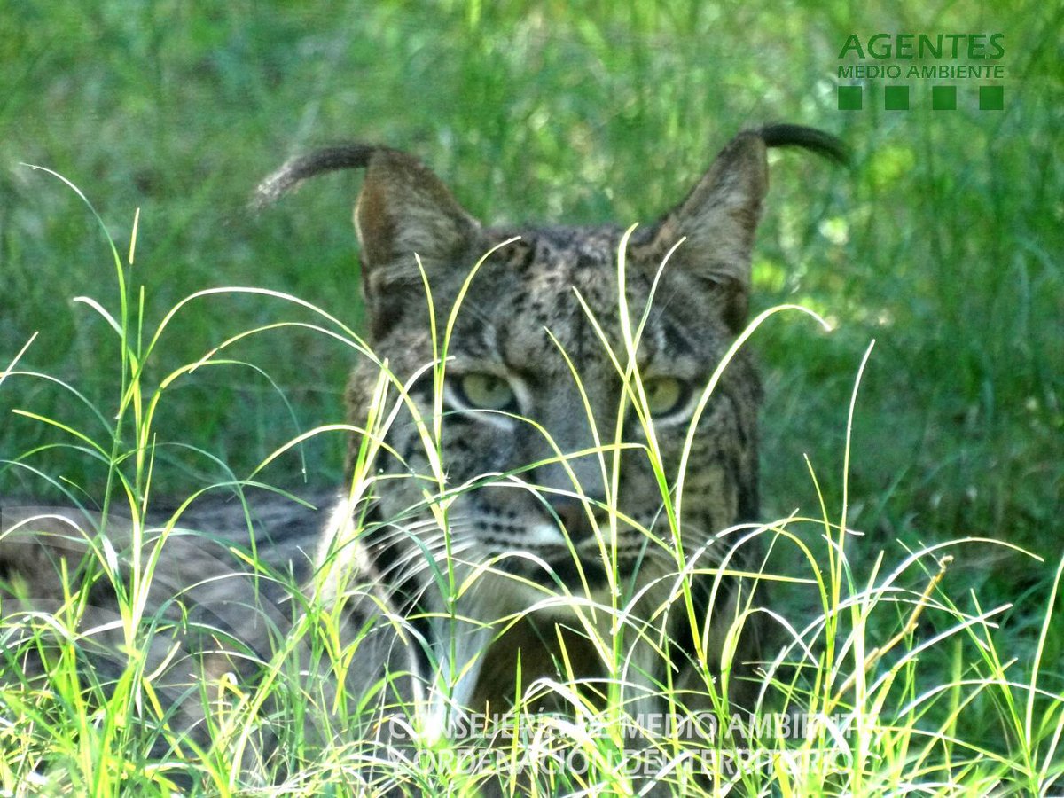 AAMM_And's tweet photo. Pese a la notable mejora en sus poblaciones, no podemos bajar la guardia. Ayúdanos a conservar  al #Lince, la joya del monte Mediterráneo. https://t.co/wLVmh1F0Mc