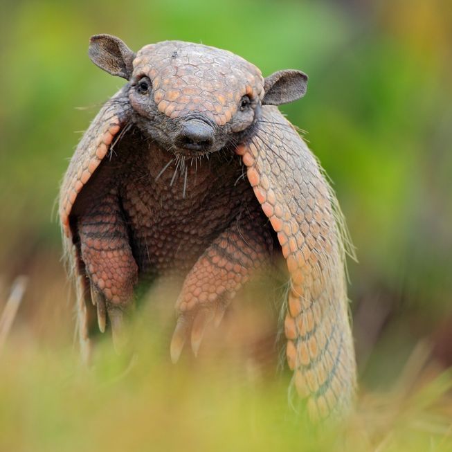 13 things you didn't know about armadillos bit.ly/2phirlR