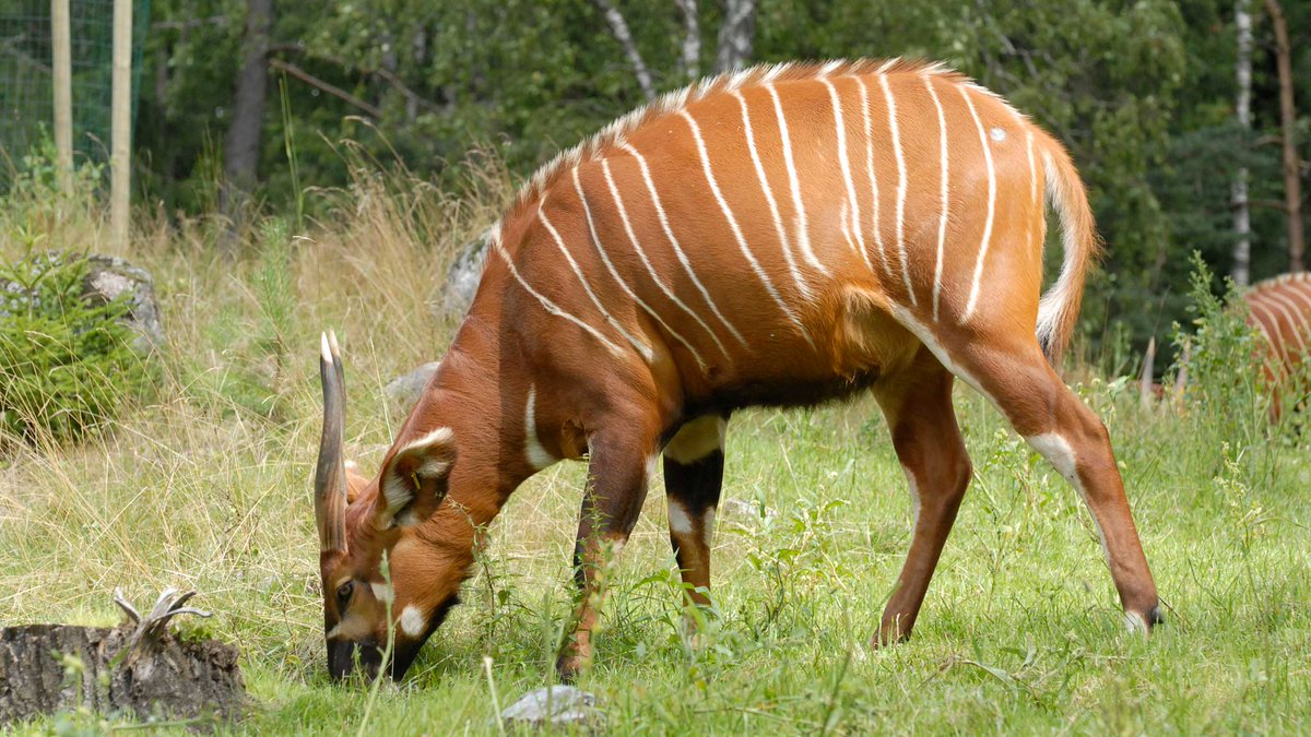 InfoMaron's tweet photo. As considered the most beautiful antelope,found only in Kenya while critically endangered as per IUCN's red list,we call for their conservation #SaveTheBongo https://t.co/4NMSApiCgF