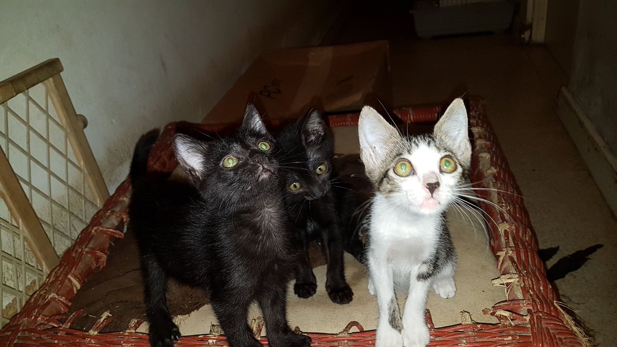 Tammy_Browne's tweet photo. Three feline hooligans, abandoned at a supermarket are soon ready for their homes! @HavenMobay #adoptdontshop #hooligans https://t.co/GZ8fKRi4x6