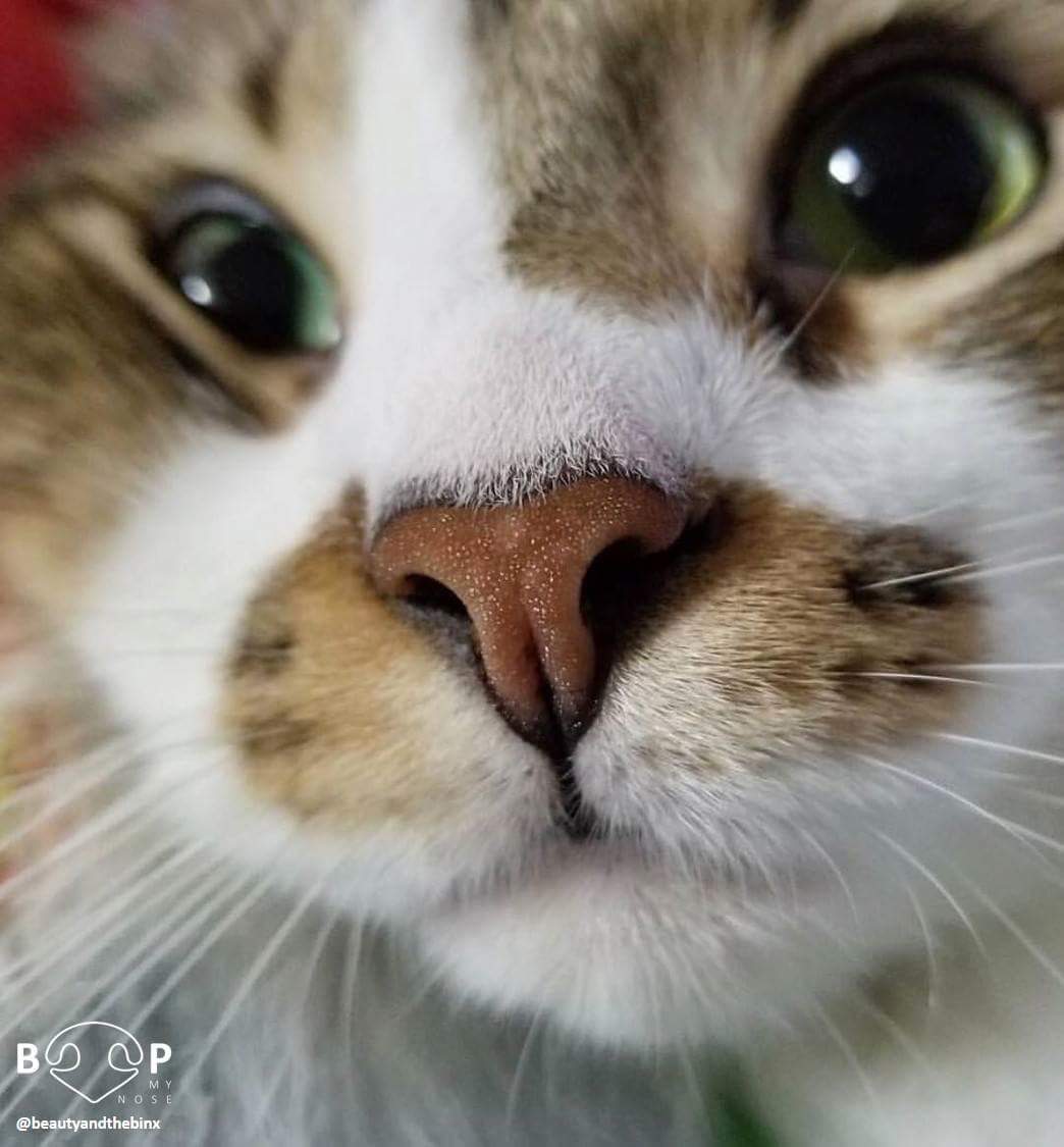 EbruDalci's tweet photo. Fotoğrafçılığın kamerayla ya da çektiğin şeyle ilgisi olduğunu düşünmüyorum 😎 Fazla duygusal fazla kişisel bir eylem olduğu kanaatindeyim 😎 #Cats #Photography #UpClosePersonal https://t.co/7Pssw7BiXF