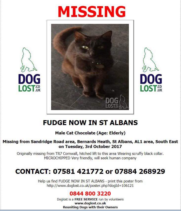 Ali_CFMassage's tweet photo. Please help find my friend's crazy cat! 
Hitched a lift in a van from Newquay to St Albans  and then escaped! Becoming an annual tradition! Last seen 3-10-17!
#findfudgejenkins https://t.co/jfJw8vJRwg