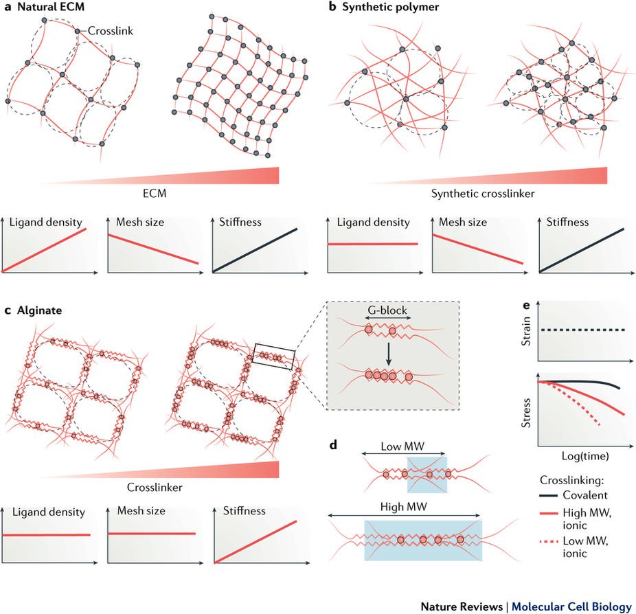 Now online #Review by Mooney - Forces direct #stemcell behaviour 
 go.nature.com/2yFxqhr #mechanobiology #extracelluarmatrix #materialsscience #celldifferentiation #regeneration