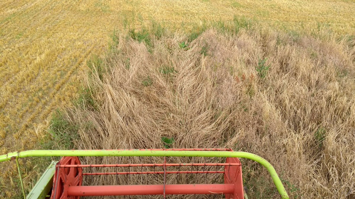 AgricultureNCL's tweet photo. Long overdue highlights from #harvest17! It was a busy season, but now it's just the sound of seed cleaning, threshing and milling in the NEFG research shed! @MinorCereals_eu #cereals #combineharvester #plotcombine #spelt #grains https://t.co/2IUOtE0JrQ