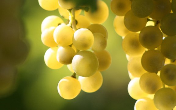 Pimecava's tweet photo. Es troben a la pell del raïm o poden ser seleccionats. Els #llevats són microorganismes encarregats de la fermentació. #territoricava #cava https://t.co/cYwWenGF1q
