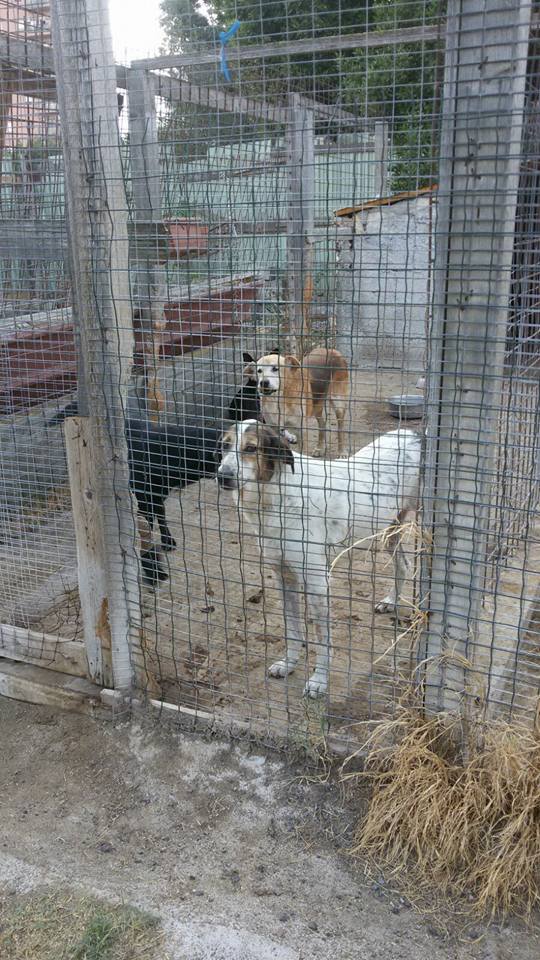 francycognato's tweet photo. Loro stanno così, ogni giorno, sempre. Aspettano dietro quelle sbarre.Molti per tutta la vita. Al freddo e nel fango in inverno o nei soffocanti e aridi giorni d'estate, poco cambia. Nessuna corsa, nessun gioco, poche e frettolose carezze. Aiutateci. E chi può adotti!❤️ https://t.co/24pwJj6gIq