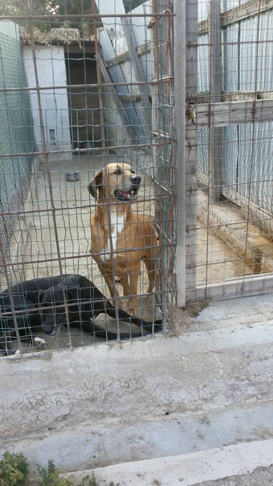 francycognato's tweet photo. Loro stanno così, ogni giorno, sempre. Aspettano dietro quelle sbarre.Molti per tutta la vita. Al freddo e nel fango in inverno o nei soffocanti e aridi giorni d'estate, poco cambia. Nessuna corsa, nessun gioco, poche e frettolose carezze. Aiutateci. E chi può adotti!❤️ https://t.co/24pwJj6gIq