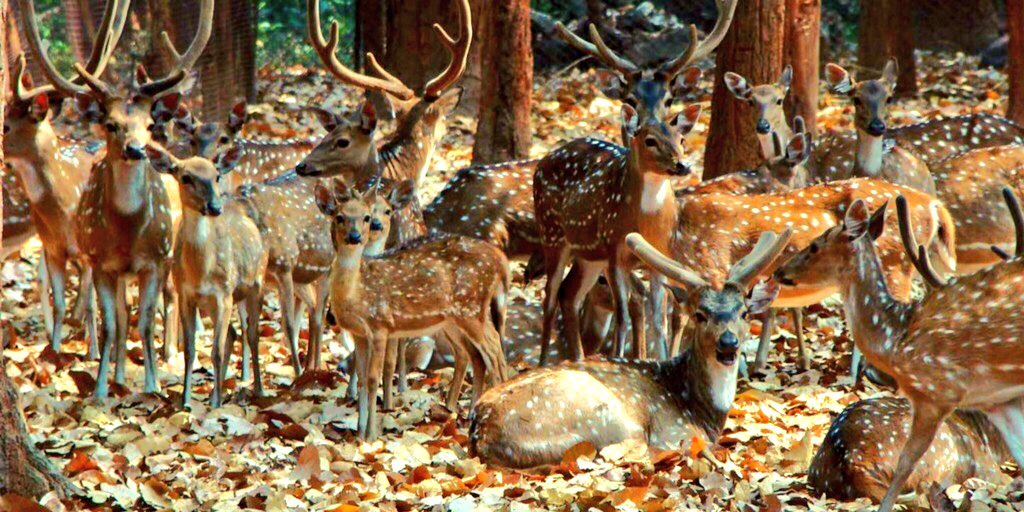 Beautiful Chital family in our forests  ! 

#AxisDeer #SpottedDeer #Chital 

#SatkosiaTigerReserve #Badmul #Odisha