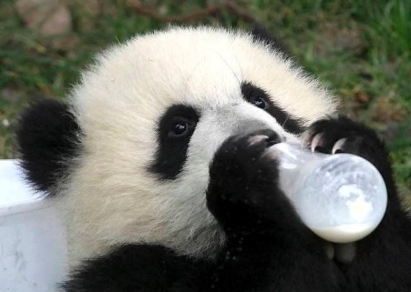 Маленькие. Миленькие. Панды))) #S _ТУР